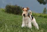 FOX TERRIER 673